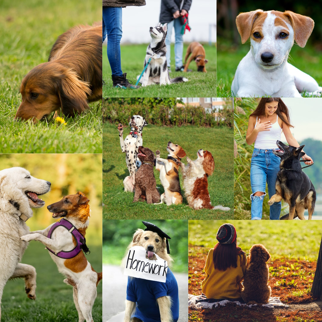 Christine Spengler von Treffpunkt Hund